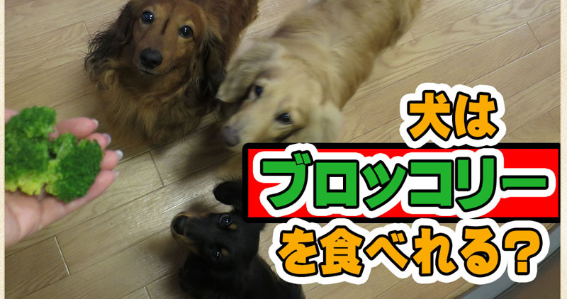 犬にこの食材大丈夫 犬ってブロッコリー食べれる 検証しました ワンダフル わんごはん